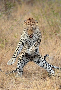 This Cheetah about to do the fastest floss dance