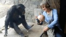 This chimpanzee is not a fan of babies