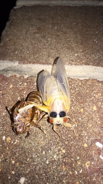 This cicada in my backyard looks stoked 