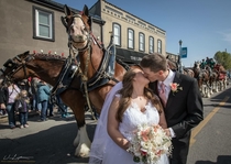 This Clydesdale was really into having his picture taken with the bride and groom