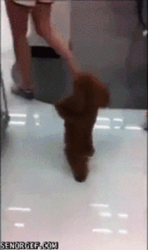 This dog disguises itself as human to go shopping