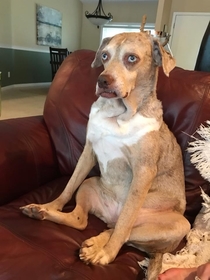 This dog has seen some serious shit