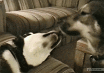 This dog is one kinky kisser