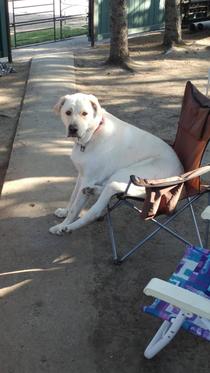 This dog sitting in a lawnchair