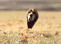 This dog thats running has big floppy ears