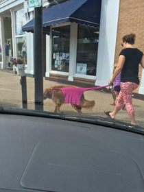 This dogs on a shirt leash