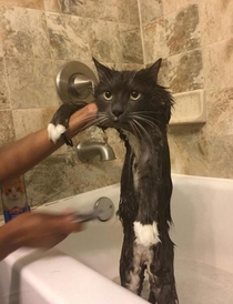 This fluffy cat gets a bath