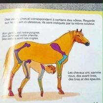This French anatomy book attempts to illustrate how a horses bones is similar to ours