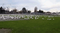 This Geese Tsunami is a shit storm