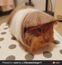 This gerbil wants to speak to the manager
