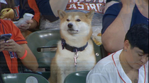 This good boy acts better than  percent of people who attend professional sporting events