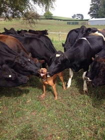 This guy getting kissed by all the cows