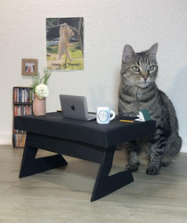 This guy made his cat a work-from-home setup not OC shared from MichaelsCat