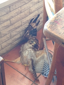 This hawk came into my house this morning and made a complete fool of himself