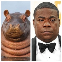 This Hippo Looks Like Tracy Morgan