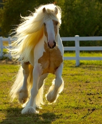This horse has better hair than I ever will
