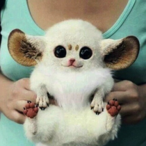 This is an Inari fox Or a Pokmon Im not sure