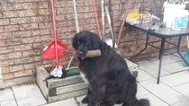 This is Ben He doesnt know what the Telecom Lobby is but he is a good boy who likes to carry logs