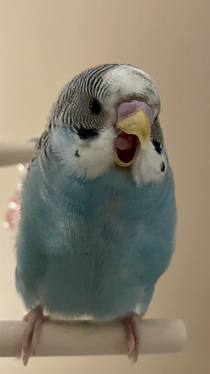 This is blueberry whenever he politely asks for millet