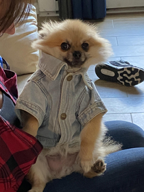 This is BorkBork and he likes jean jackets