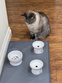 This is how my cat tells me I dont feed her enough She just sits by her bowl and stares at the floor patiently waiting for the food to appear Shes very well fed