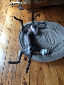 This is how my girlfriends greyhound relaxes
