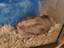 This is how my hamster naps