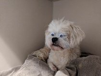 This is Lewis He belongs to a co-worker of mine He is blind She brought him into work today and said he wanted to be a seeing eye dog for Halloween
