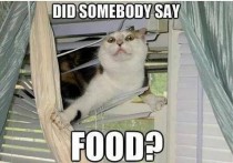This is like my cat whenever she hears the can opener