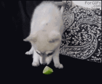This is my favorite gif of all time