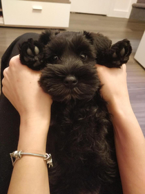 This is probably the cutest pic of Maya The Mini Schnauzer Looks at those eyes they are like Please release me I havent touched your shoe