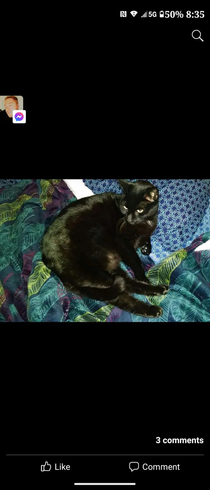 This is SPOOK aka pookers he just passed away He was left handed and would always give u a paw if you crossed his path Wouldnt claw but he wanted to let you know that he was there Even our pitbull didnt fuck with him Rest in peace my sweet pookers