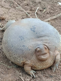 This is what a turtle without a shell looks like