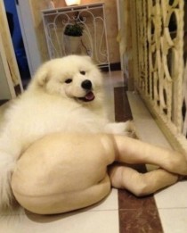 This is what happens when you put panty hose on a dog that looks like a polar bear