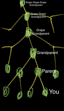 This is what your family tree would look like if you were a grape
