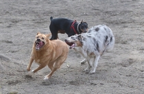 This is why I take my camera to the dog park