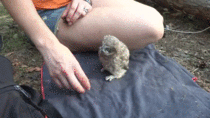This is why you never pet wild owls