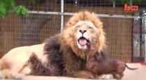 This Lion has his own personal teeth cleaner