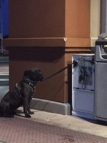 This man securely tied his dog outside Walgreens Surprisingly enough it worked
