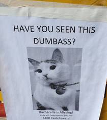 This missing cat poster in my neighborhood