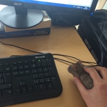 This new mouse isnt working