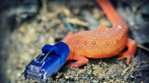 This ones for bumpass Here you see a rareethernewt