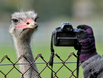 This ostrich is ready for his close-up