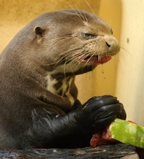 This otter does not like watermelon