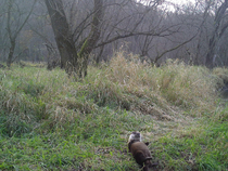 This otter was caught on a Wisconsin DNR trail camera