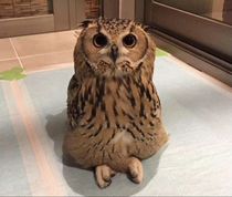 This owl sits cross legged