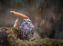This owl using a mushroom for an umbrella