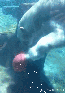 This Polar Bear is practicing for the underwater NBA