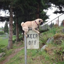 This pug gets it