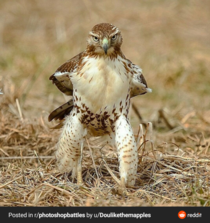This sassy hawk is not interested in your excuses